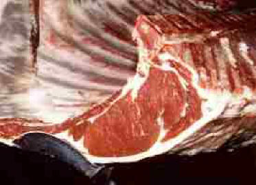 Carcass of a Romagnola sired calf off an Angus X Holstein cow