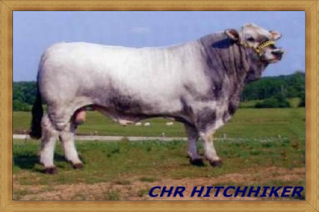 Romagnola Bull - HitchHiker