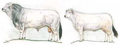 Bull and Cow Ideal Conformation