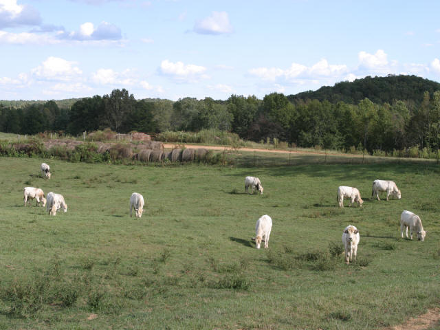 Cherokee Ranch Bulls