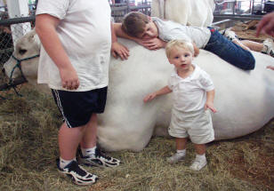 Romagnola Bull with Child