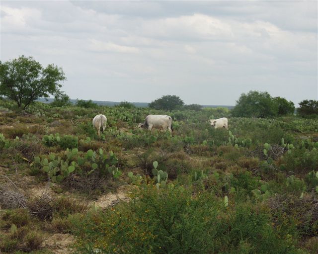 Romagnola Herd Sire in Mexico
