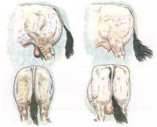 Romagnola buttocks