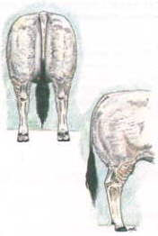 Romagnola hind legs