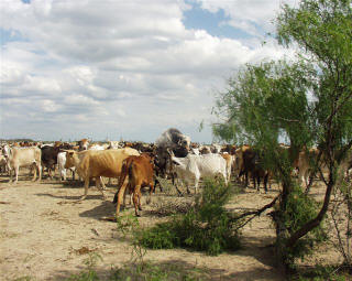Romagnola Bull Siring Brahman Cross-Bred Cattle