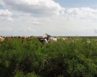 Romagnola Bull Siring Brahman Cross-Bred Cattle