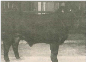 Romangus Bull