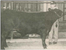 Romagnola Bull
