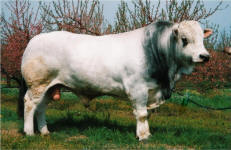 Romagnola Bull
