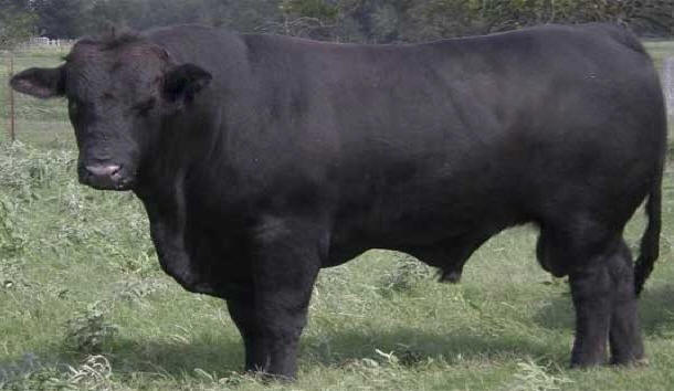 Purebred RomAngus Bull